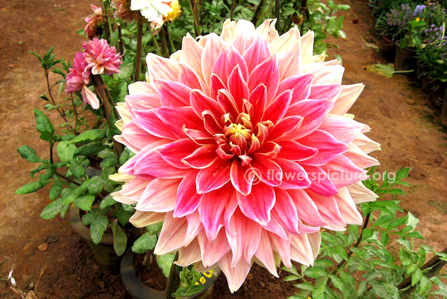 Dahlia pink yellow hybrid