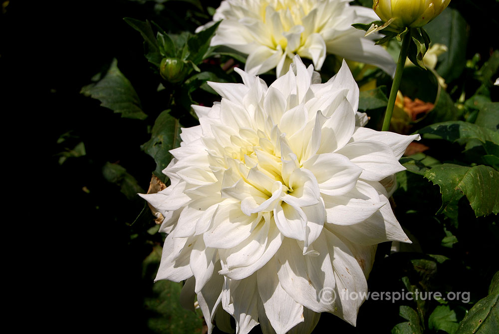 Dahlia Pure White