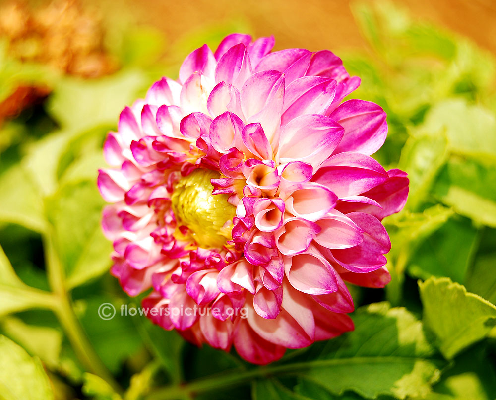 Dahlia purple group