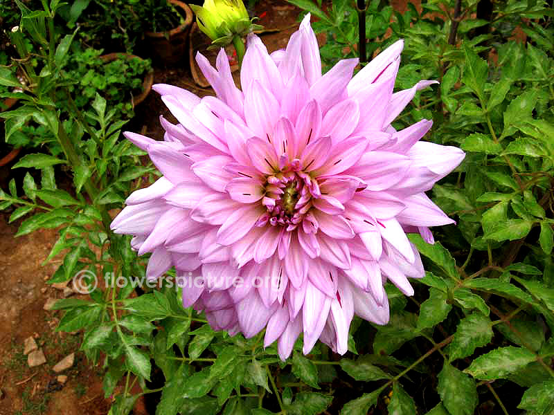 Dahlia purple hybrid