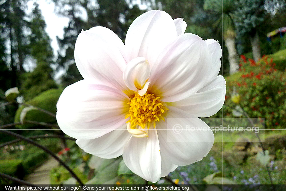 Dahlia White