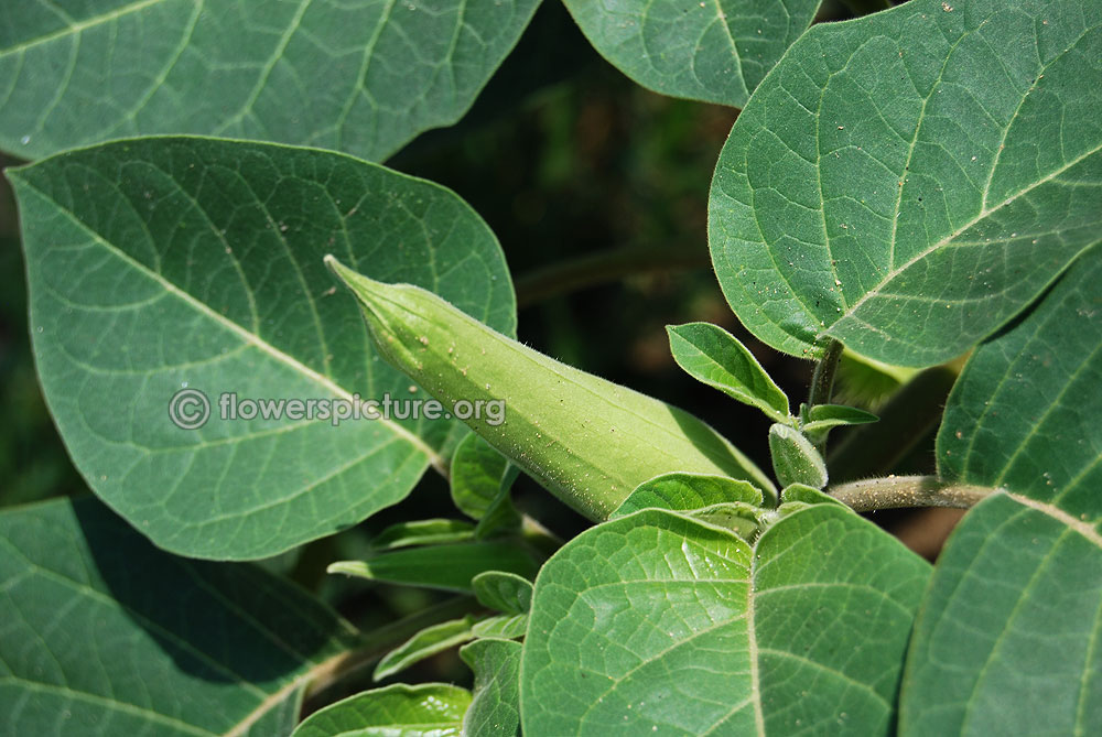 Datura innoxia flower bud