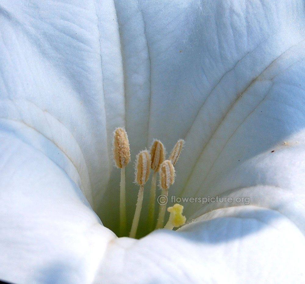 Datura innoxia flower stamens and stigma