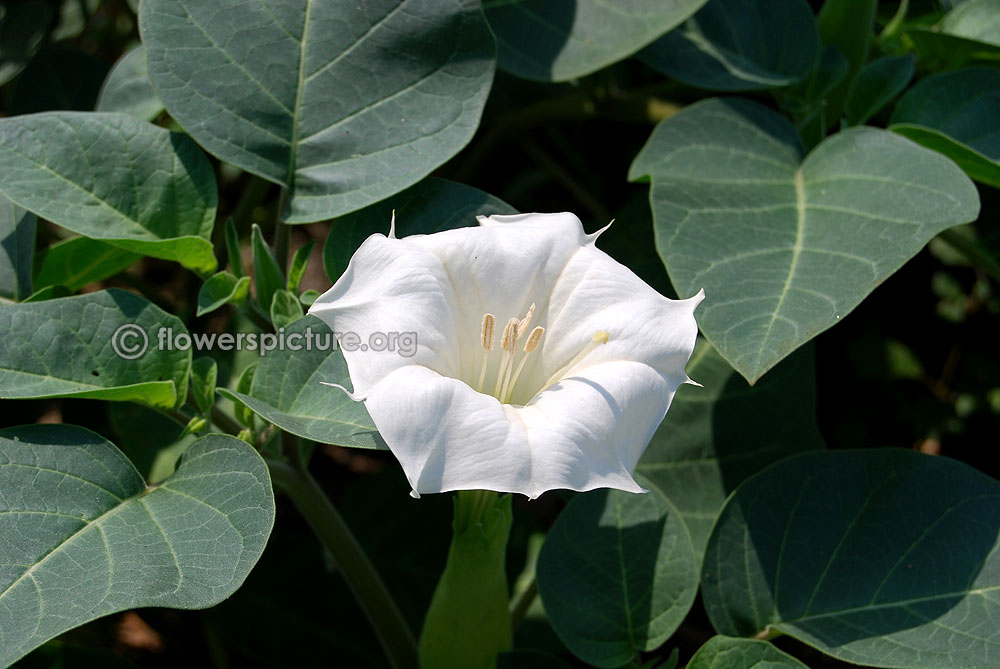 Datura innoxia flower