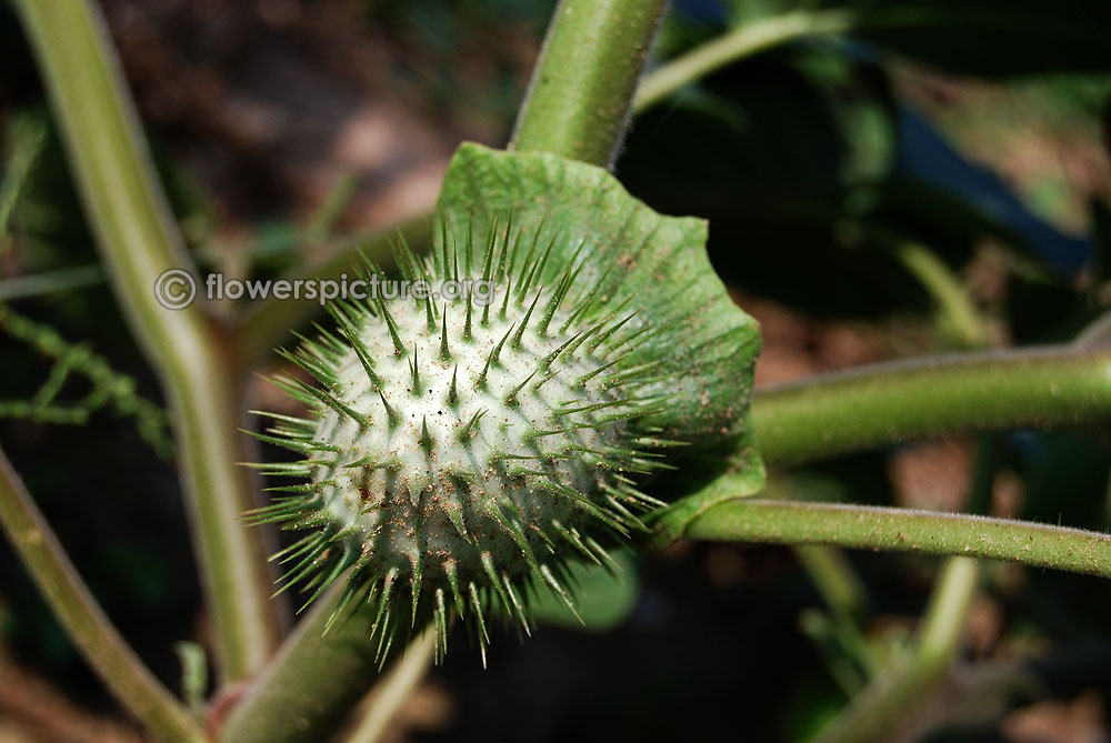 Datura innoxia fruit