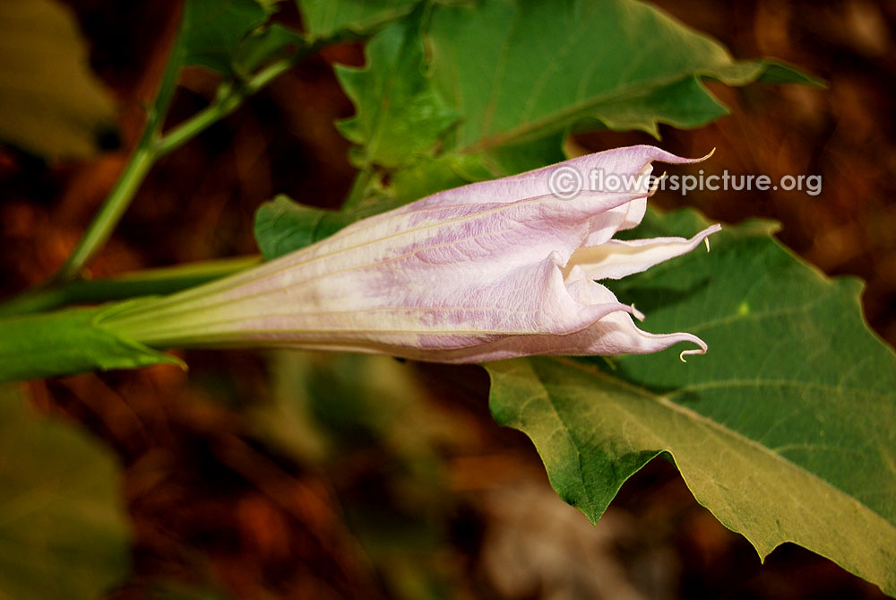 Datura stramonium