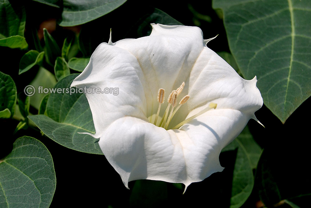 Datura Inoxia