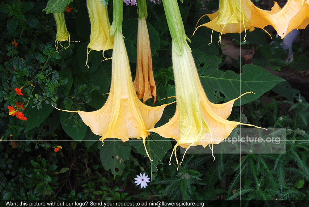 Datura Metel