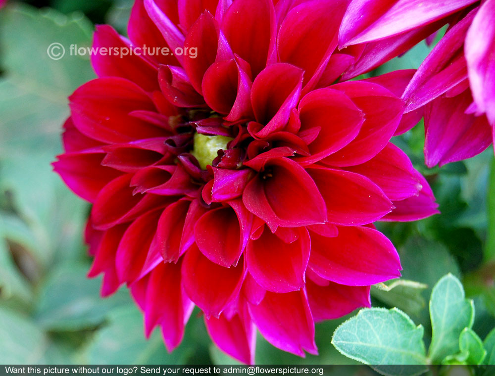 Decorative dahlia