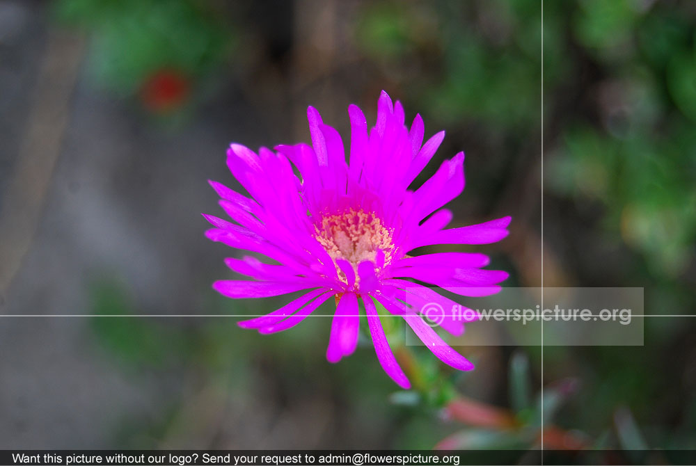 Delosperma cooperi