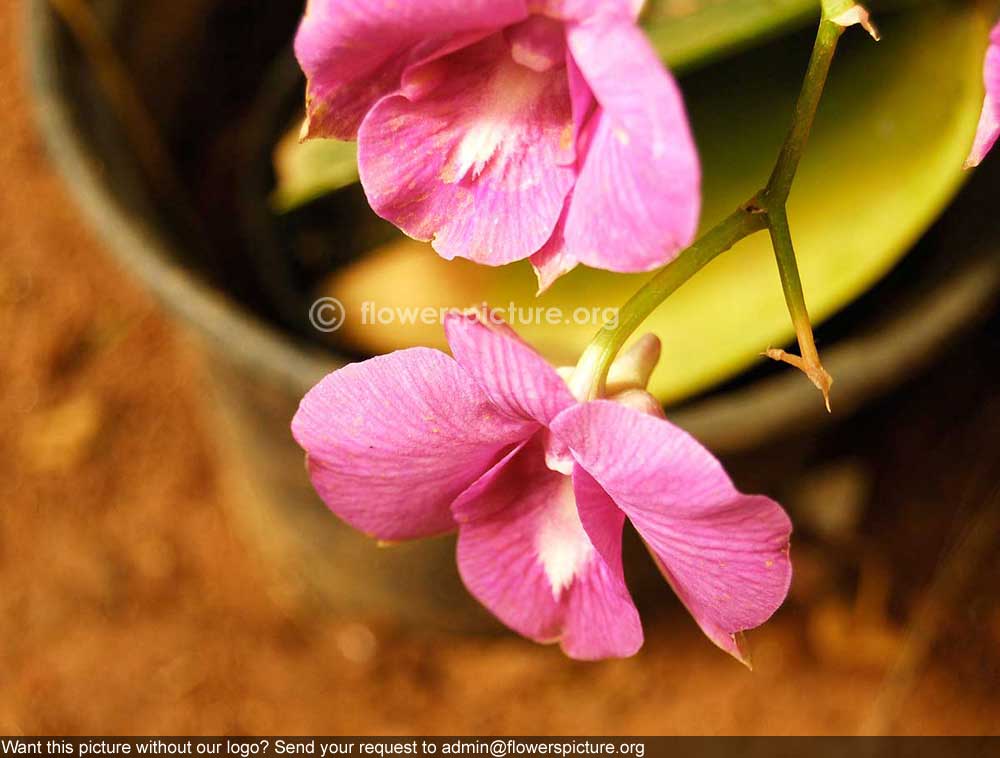 Dendrobium bigibbum