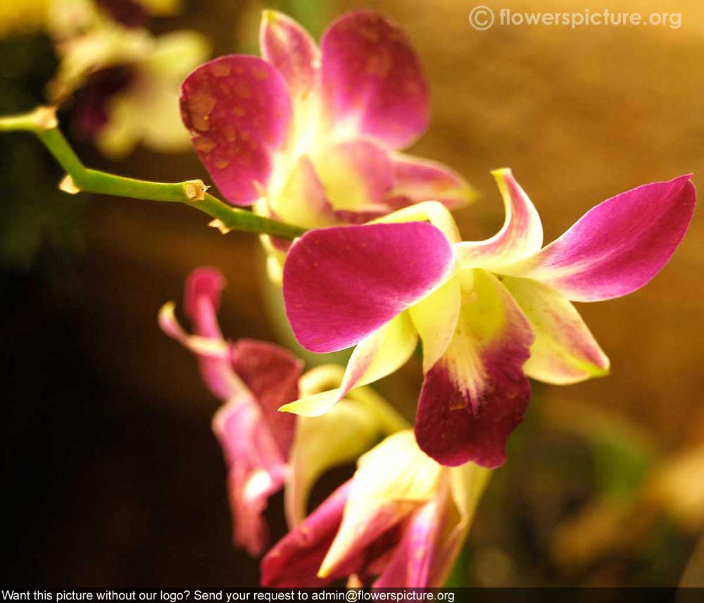 Dendrobium purple