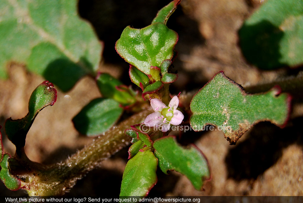 Desert horse purslane