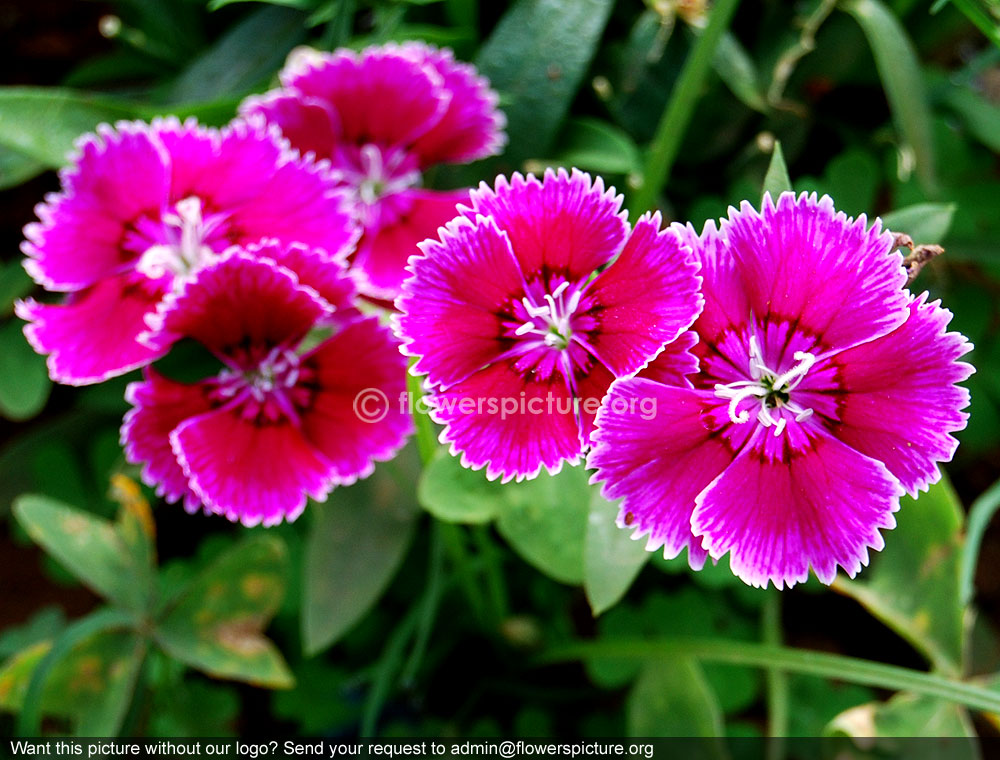 Dianthus alpinus joan's blood