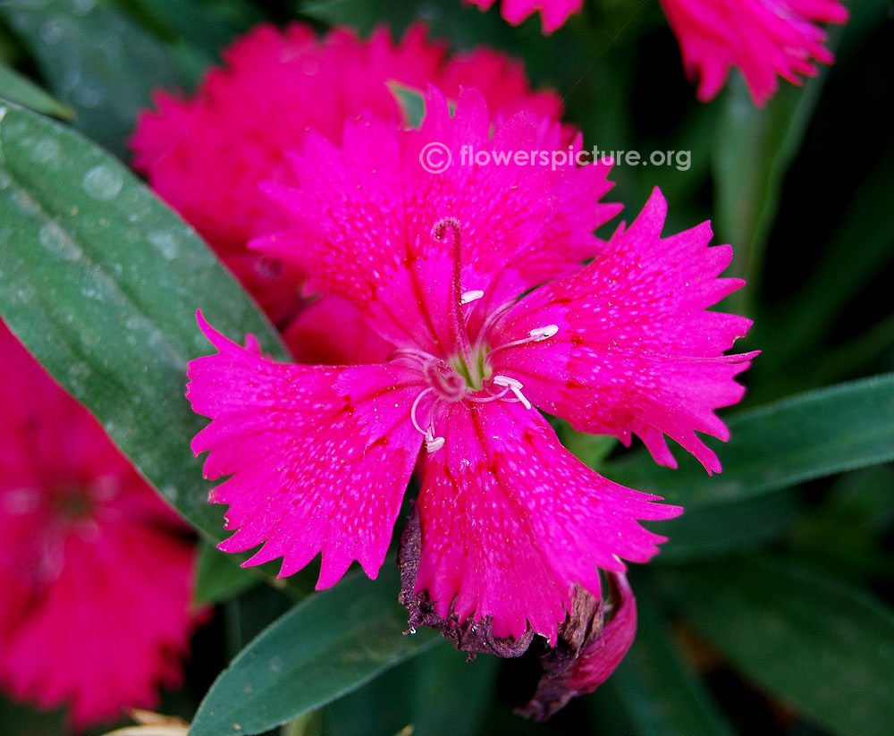 Dianthus balbisii