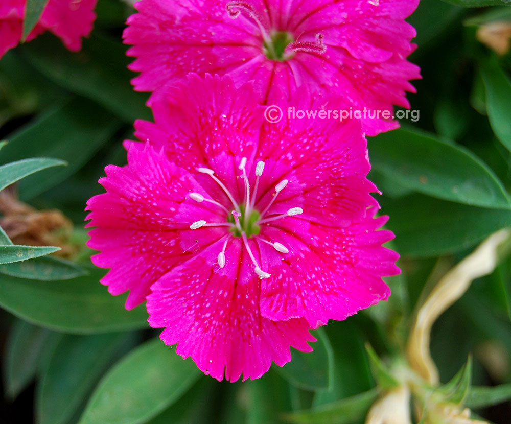 Dianthus barbatus magenta