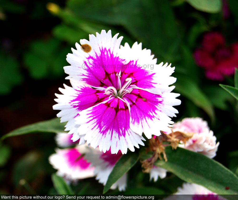 Dianthus barbatus sweet william