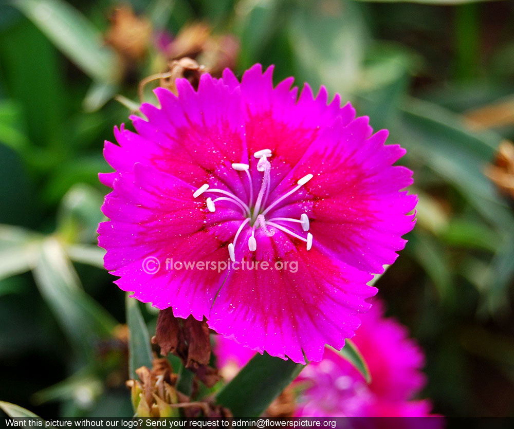 Dianthus caryophyllus