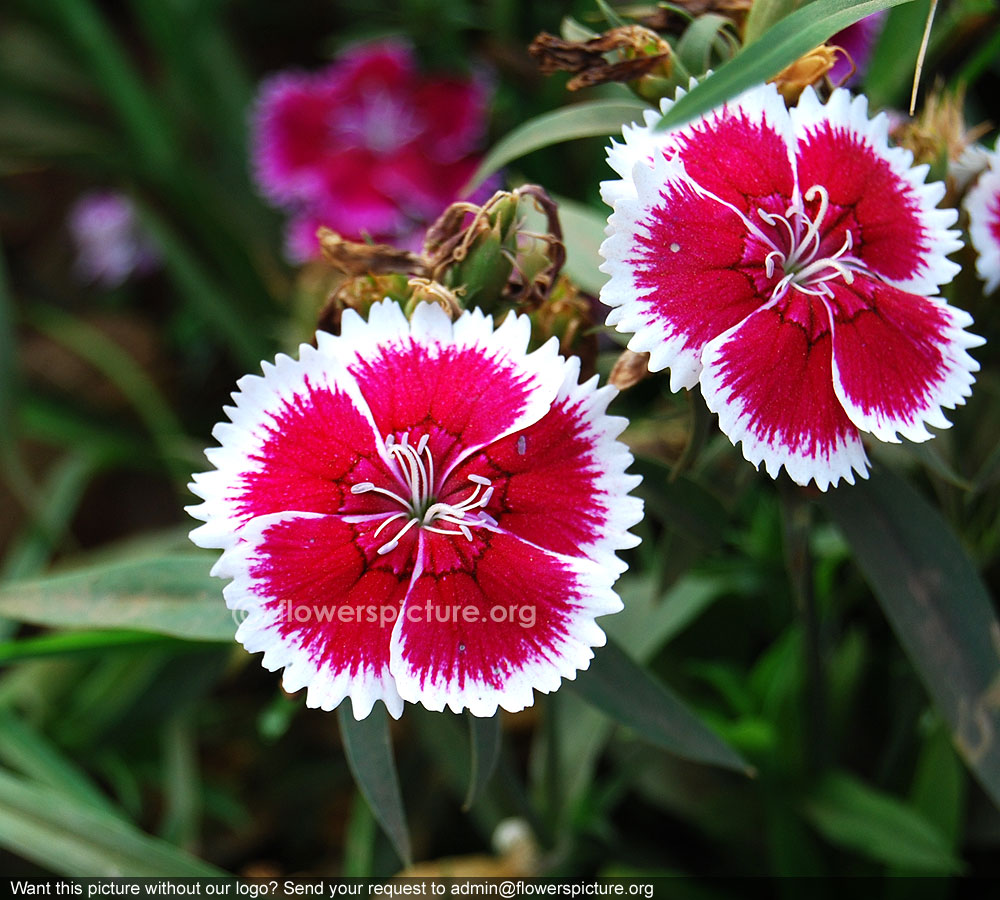 Dianthus chinensis