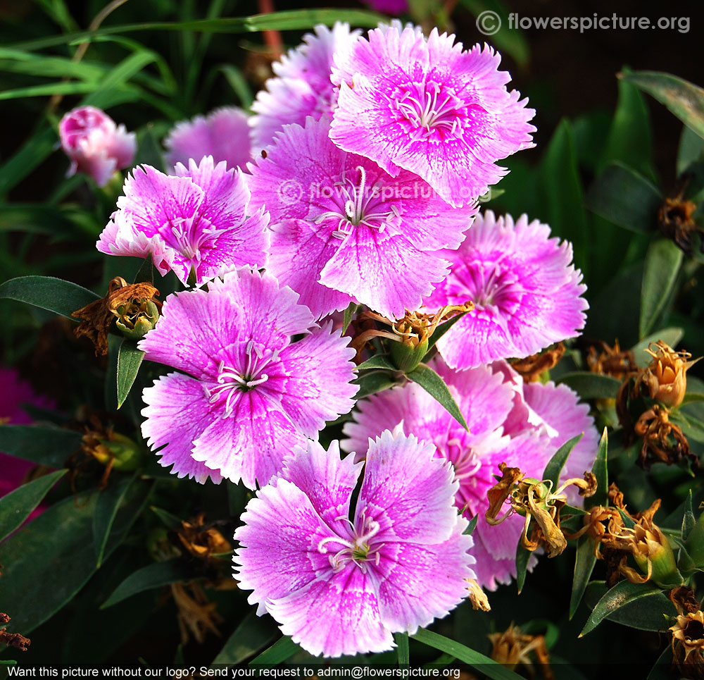 Dianthus flower