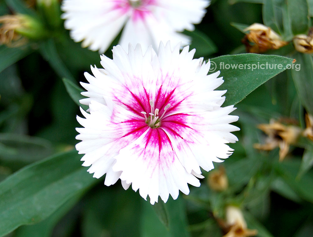 Dianthus gratianopolitanus