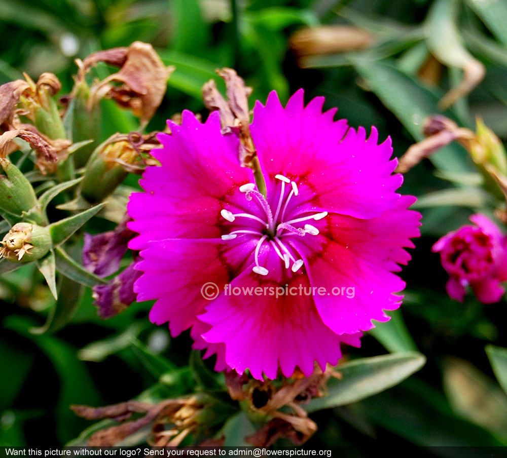 Dianthus magenta