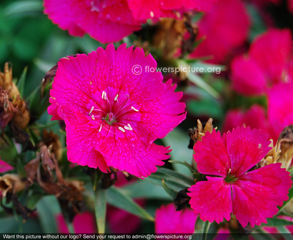 Dianthus pavonius