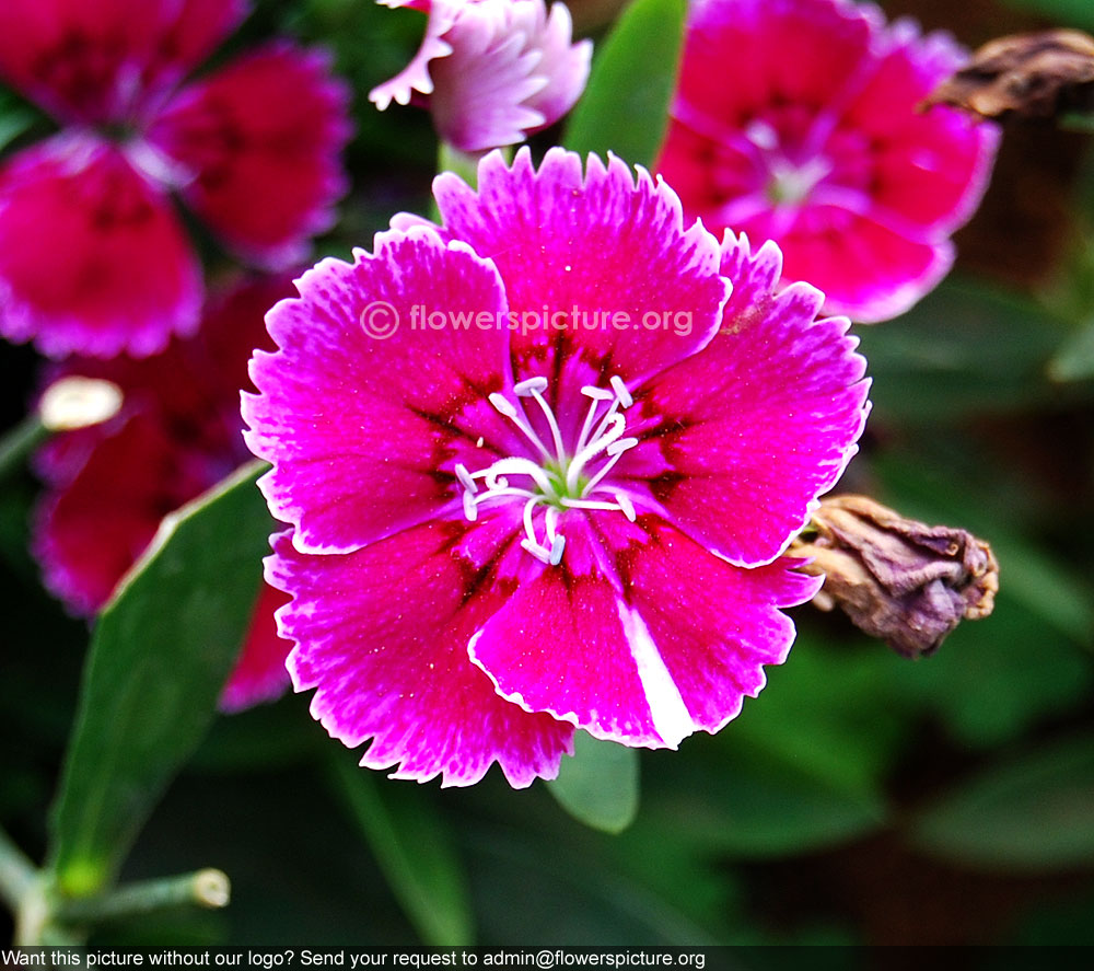 Dianthus plumarius