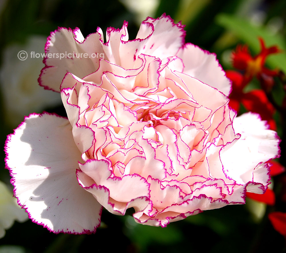 Dianthus Rendez vous