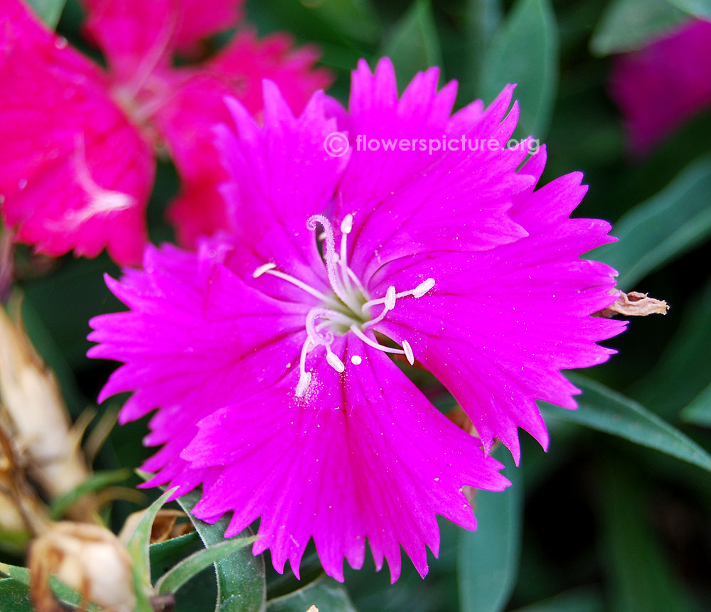 Dianthus violet