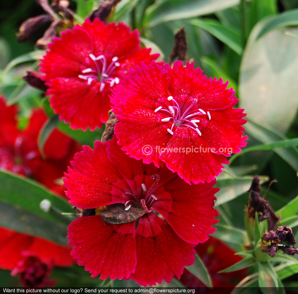 Dianthus