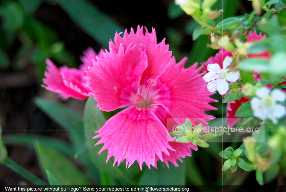 Dianthus Alpinus