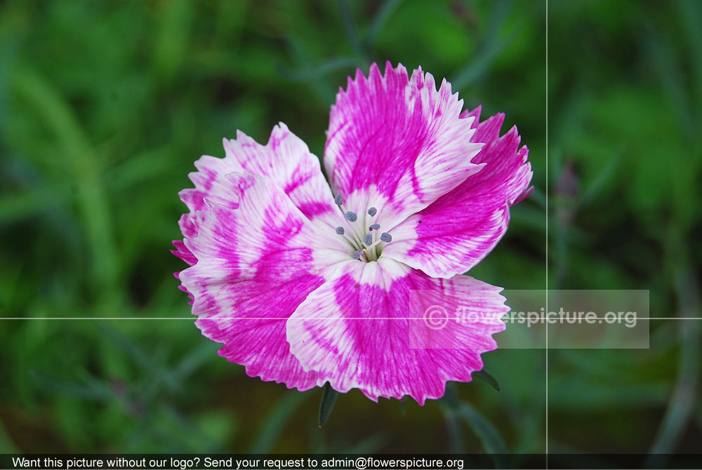 Dianthus Barbatus