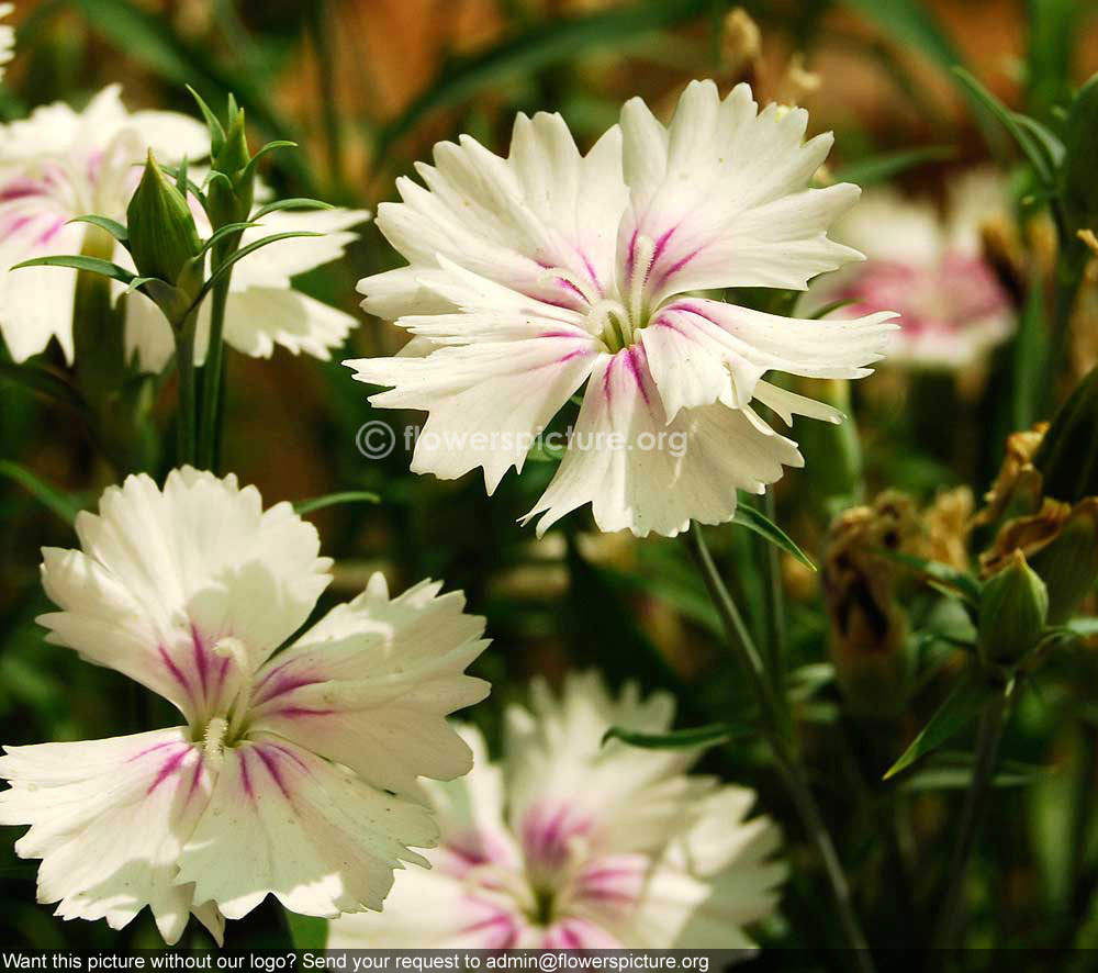 Dianthus Barbatus