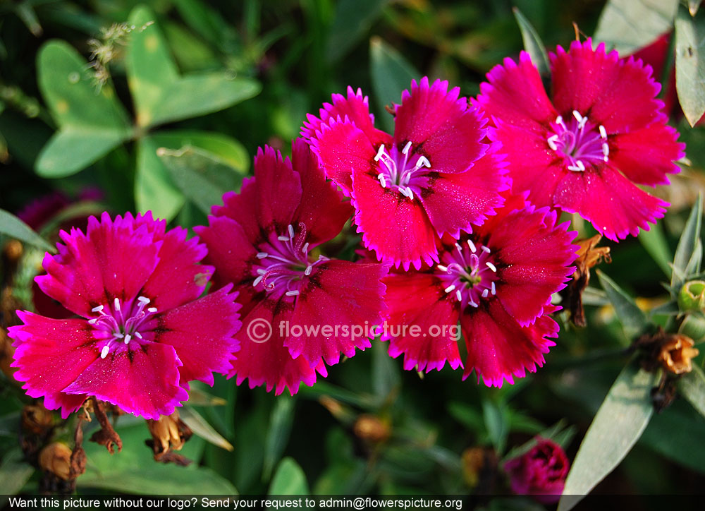 Dianthus Carthusianorum