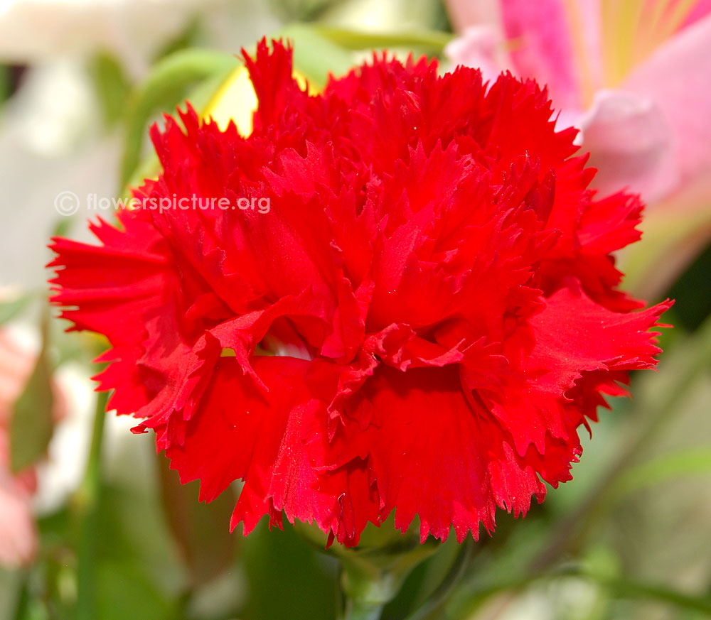 Dianthus Caryophyllus