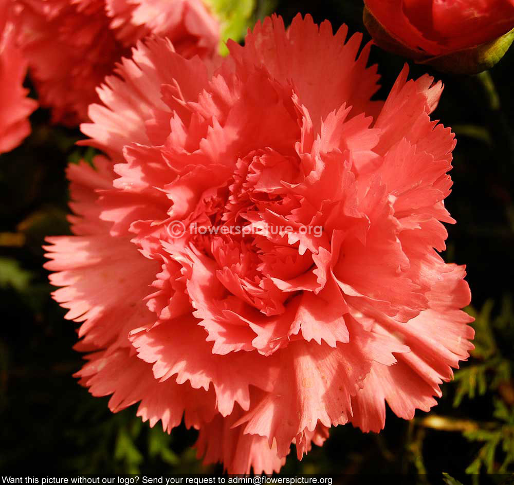 Dianthus Caryophyllus