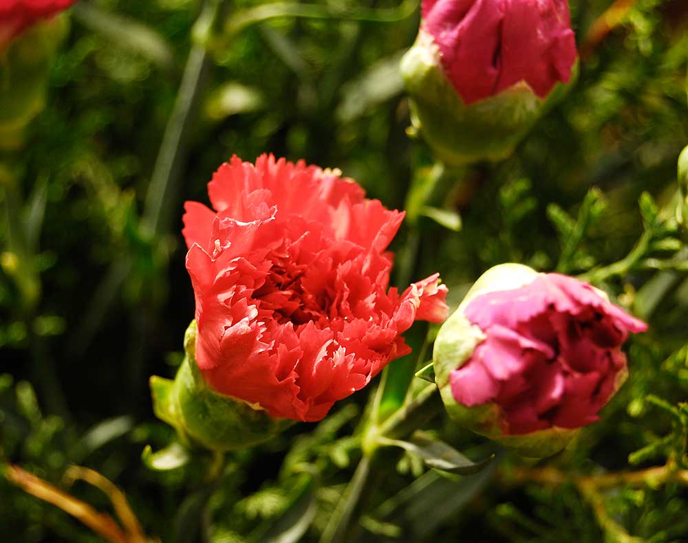 Dianthus caryophyllus flower bud