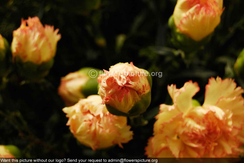 African Marigold