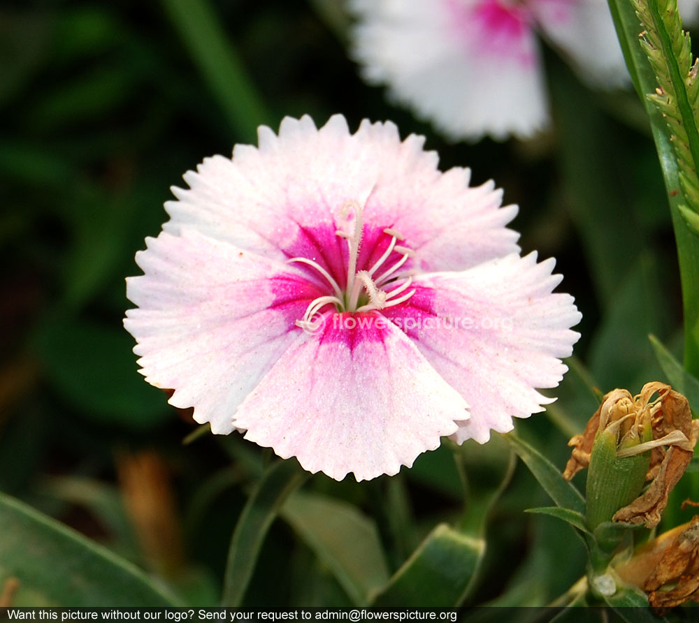 Dianthus Chinensis