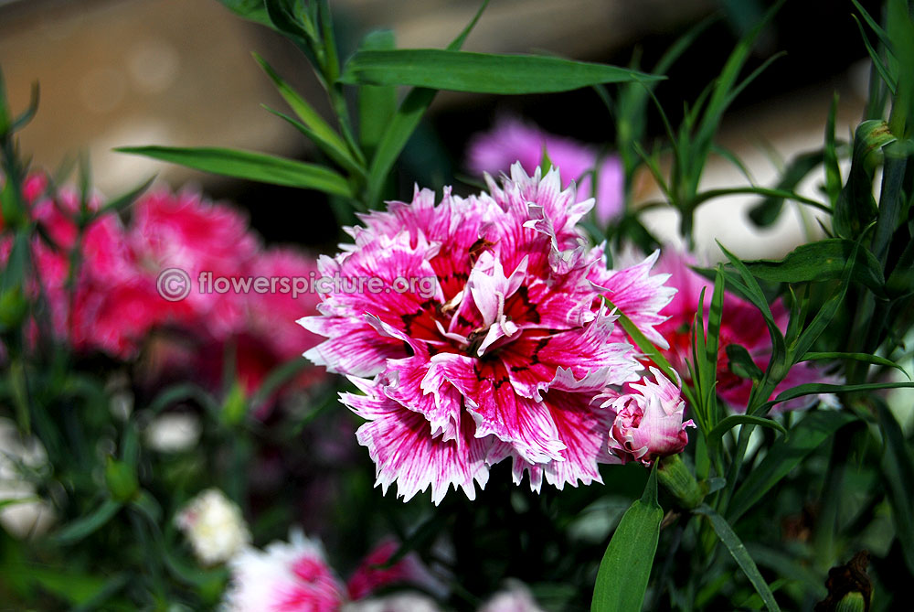 Dianthus Deep Pink