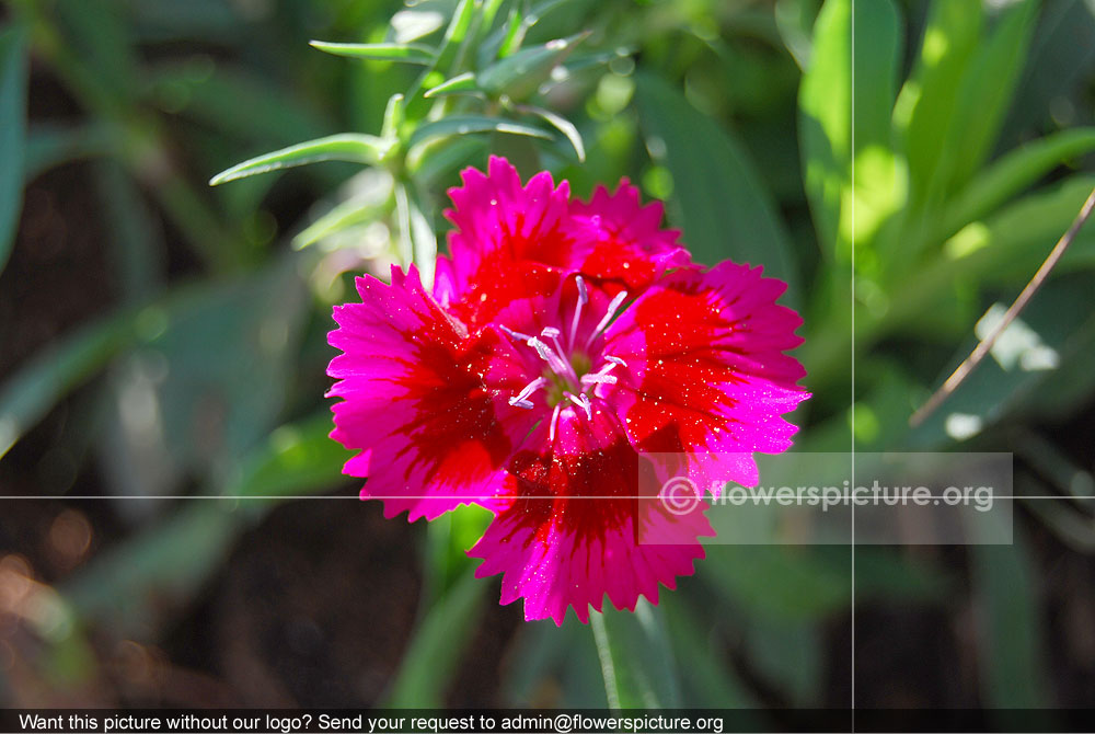 Dianthus Deltoides