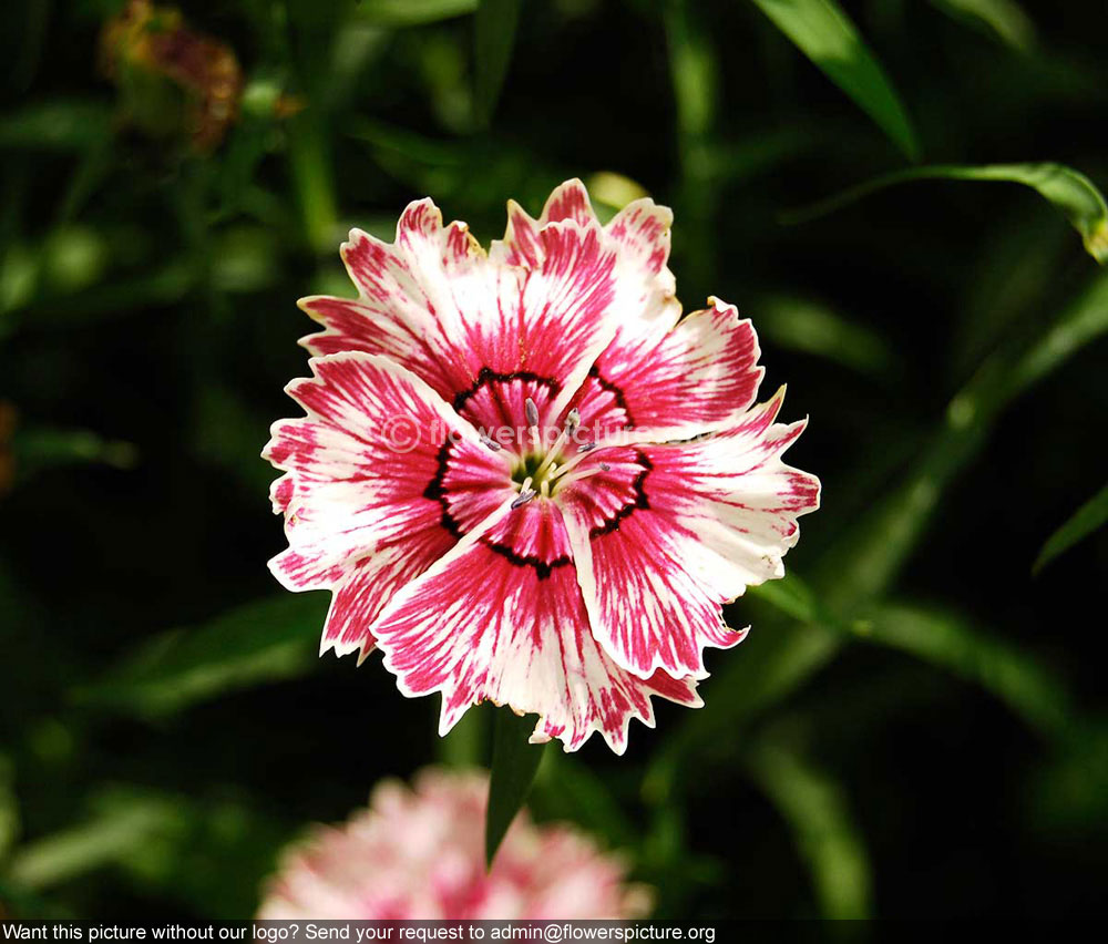 Dianthus Fantasy Pink White