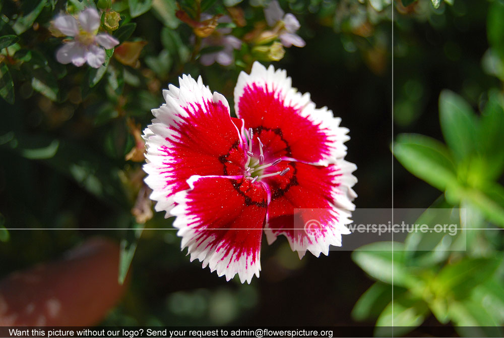 Dianthus Japonicus