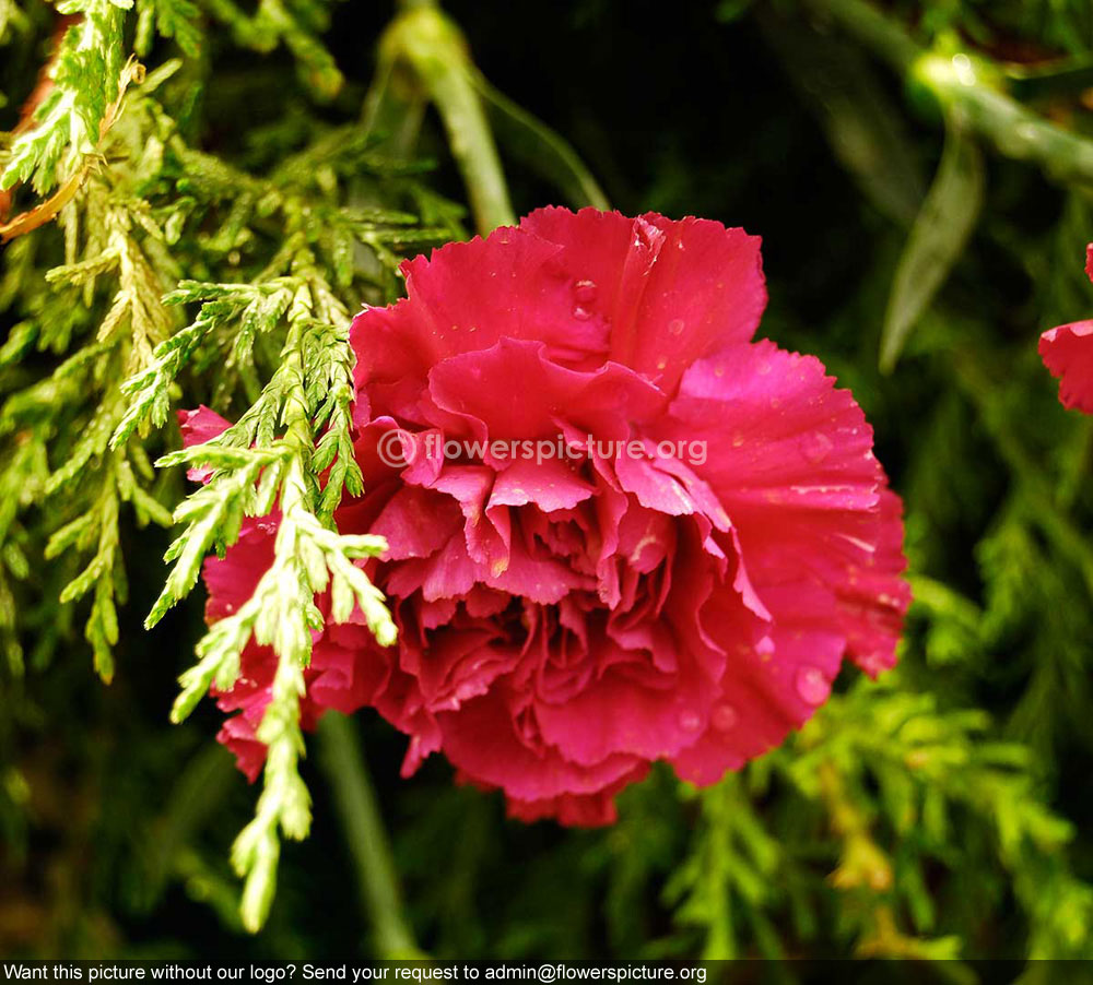 Dianthus pink red