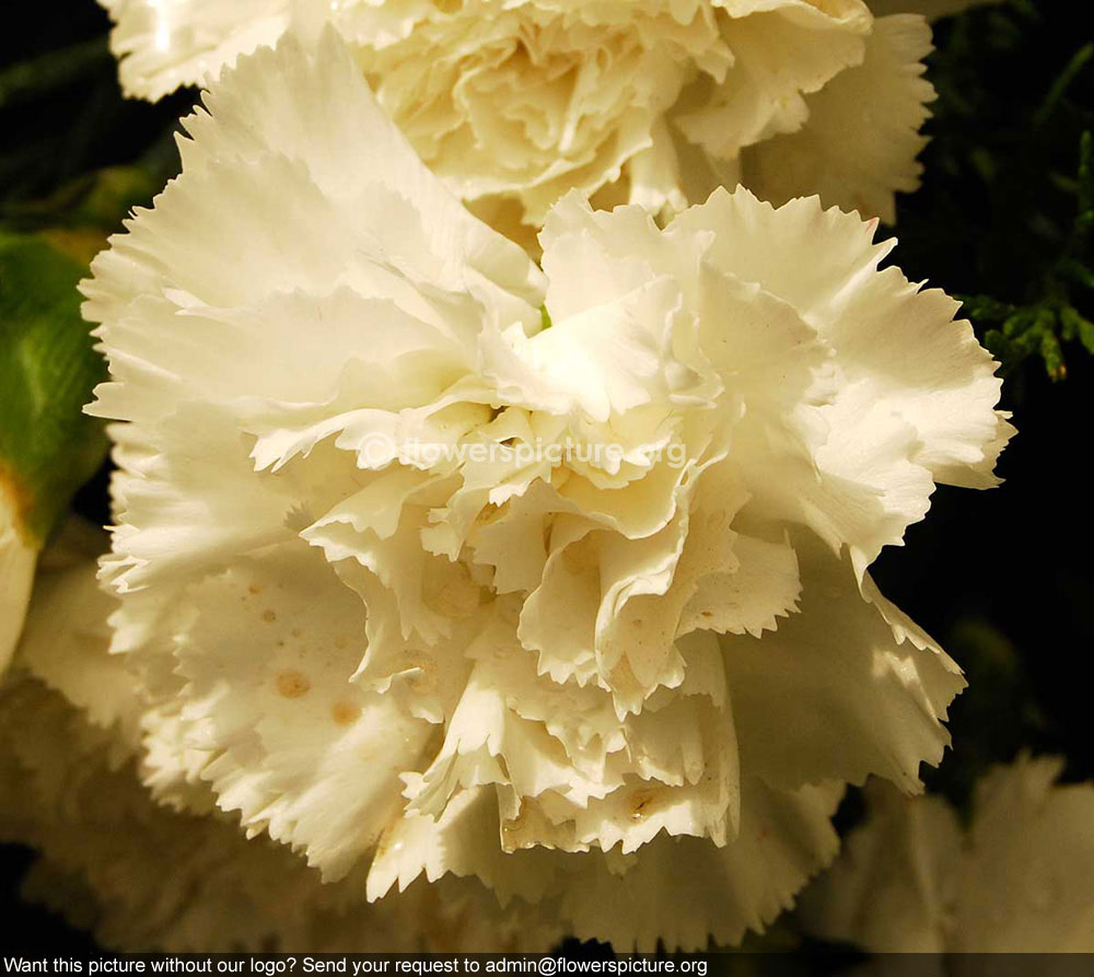 Dianthus White