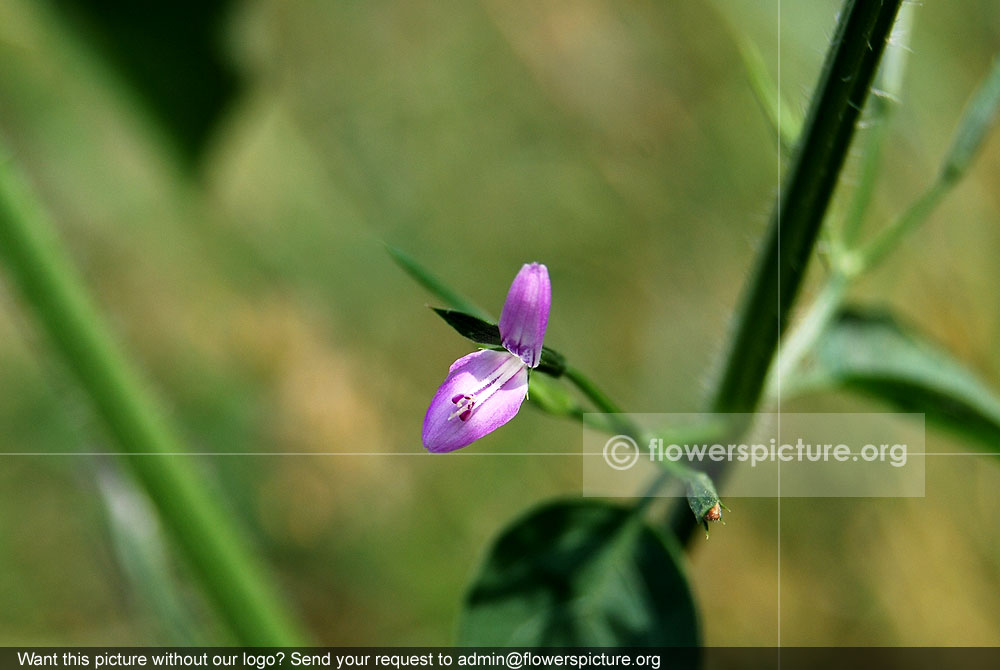 Dicliptera paniculata