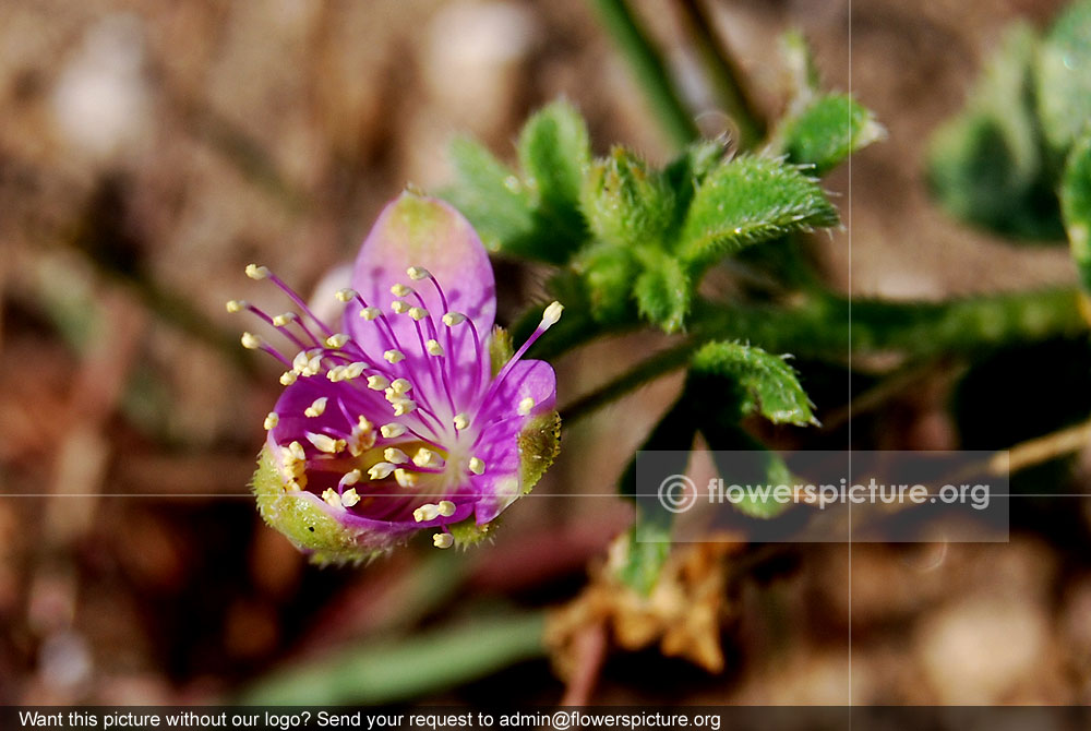 Dissotis rotundifolia