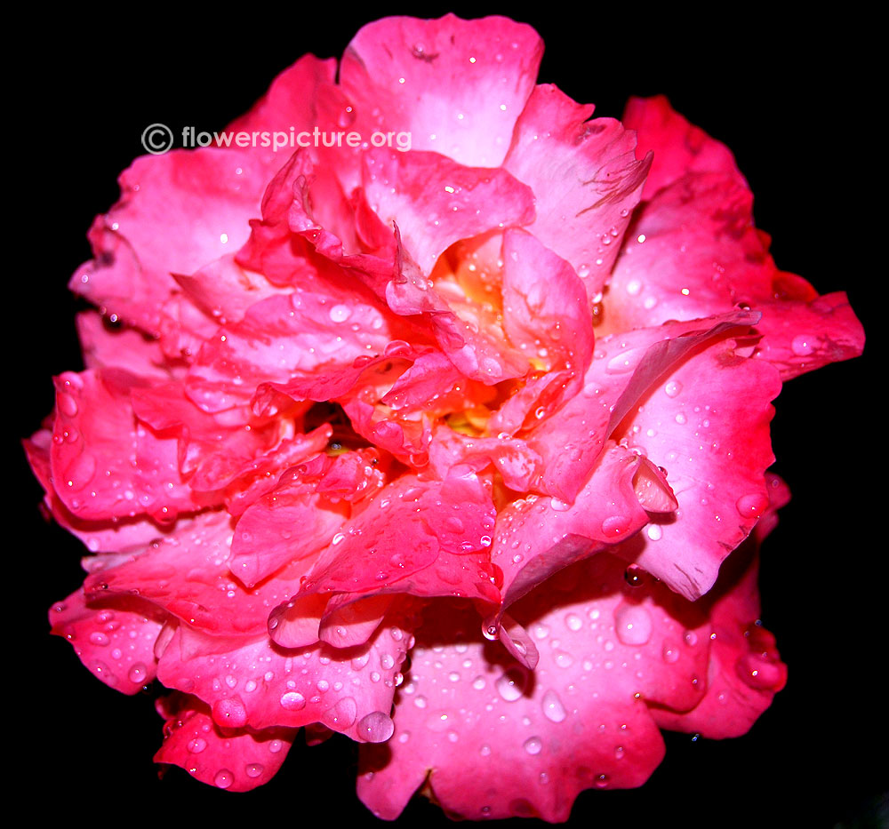 Double delight rose