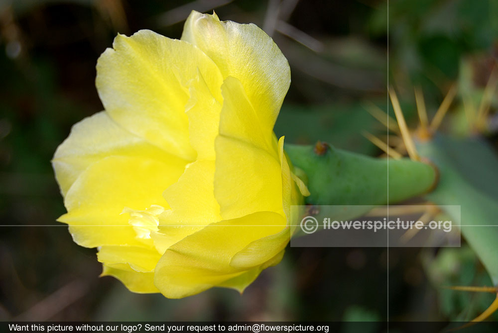 Drooping prickly pear